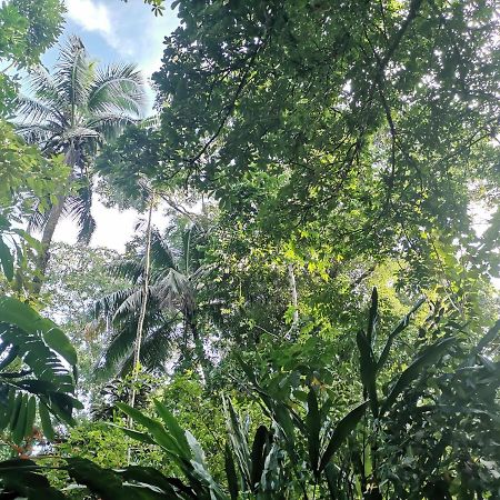 Casa Jaguar Villa Tortuguero Kültér fotó