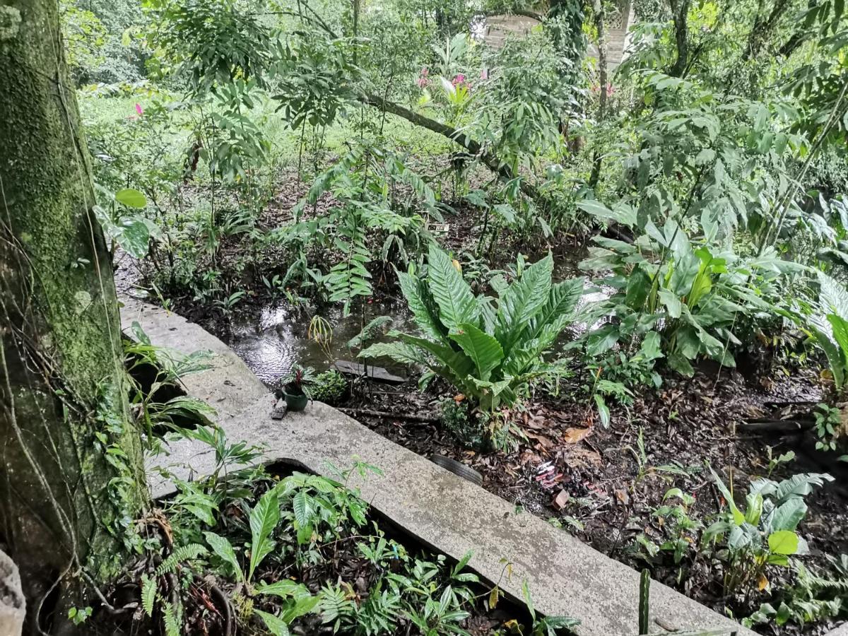 Casa Jaguar Villa Tortuguero Kültér fotó