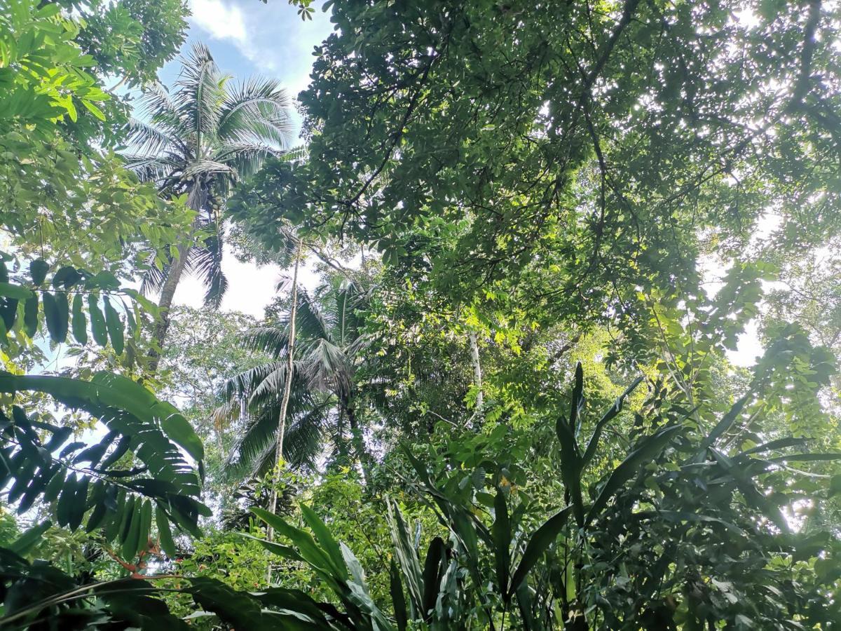 Casa Jaguar Villa Tortuguero Kültér fotó